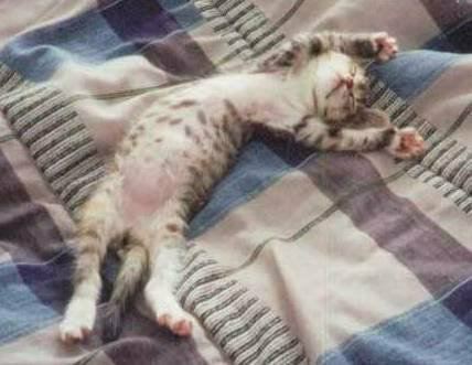Animais Divertidos (6)